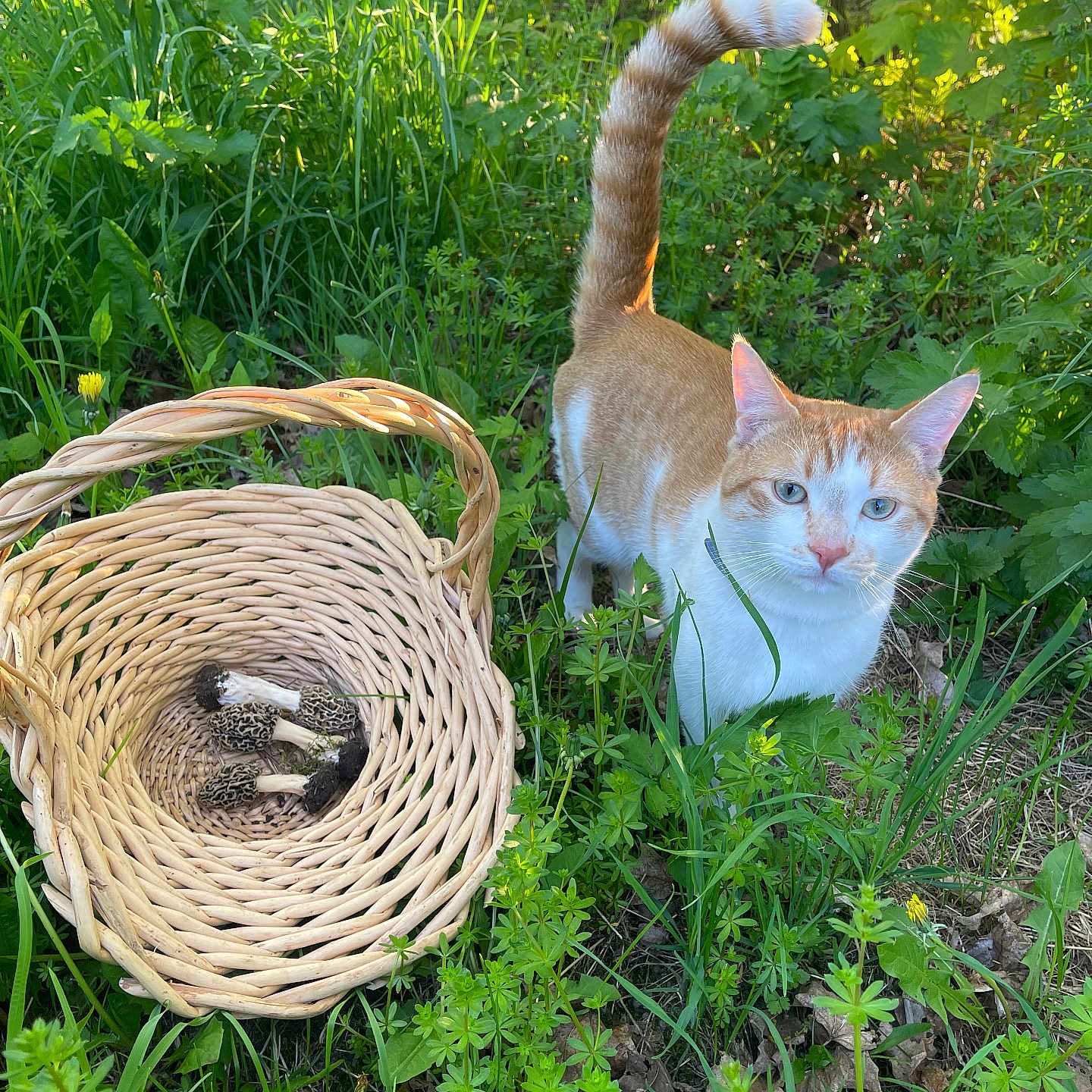 Fungi is registered to the contest to win money with this photo: animal, basket, bird, cat, daisy, field, flower, garden, grass, grassland, herbal, herbs, kitten, leaf, nature, outdoors, pet, plant, soil, vegetation