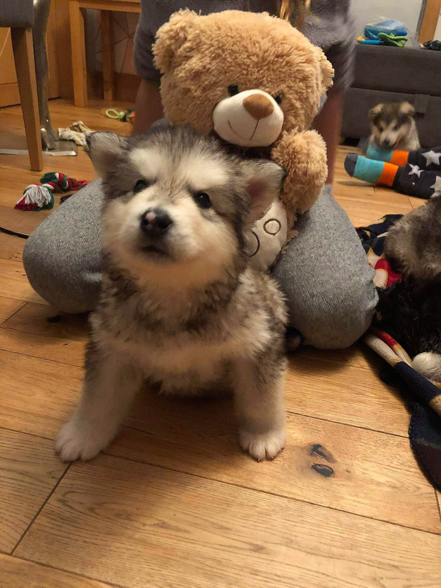 Teddy is registered to the contest to win money with this photo: canidae, companion_dog, dog, dog_breed, floor, flooring, fur, hardwood, laminate_flooring, plush, snout, stuffed_toy, teddy_bear, textile, toy, vertebrate, wood, wood_flooring, wood_stain, working_animal