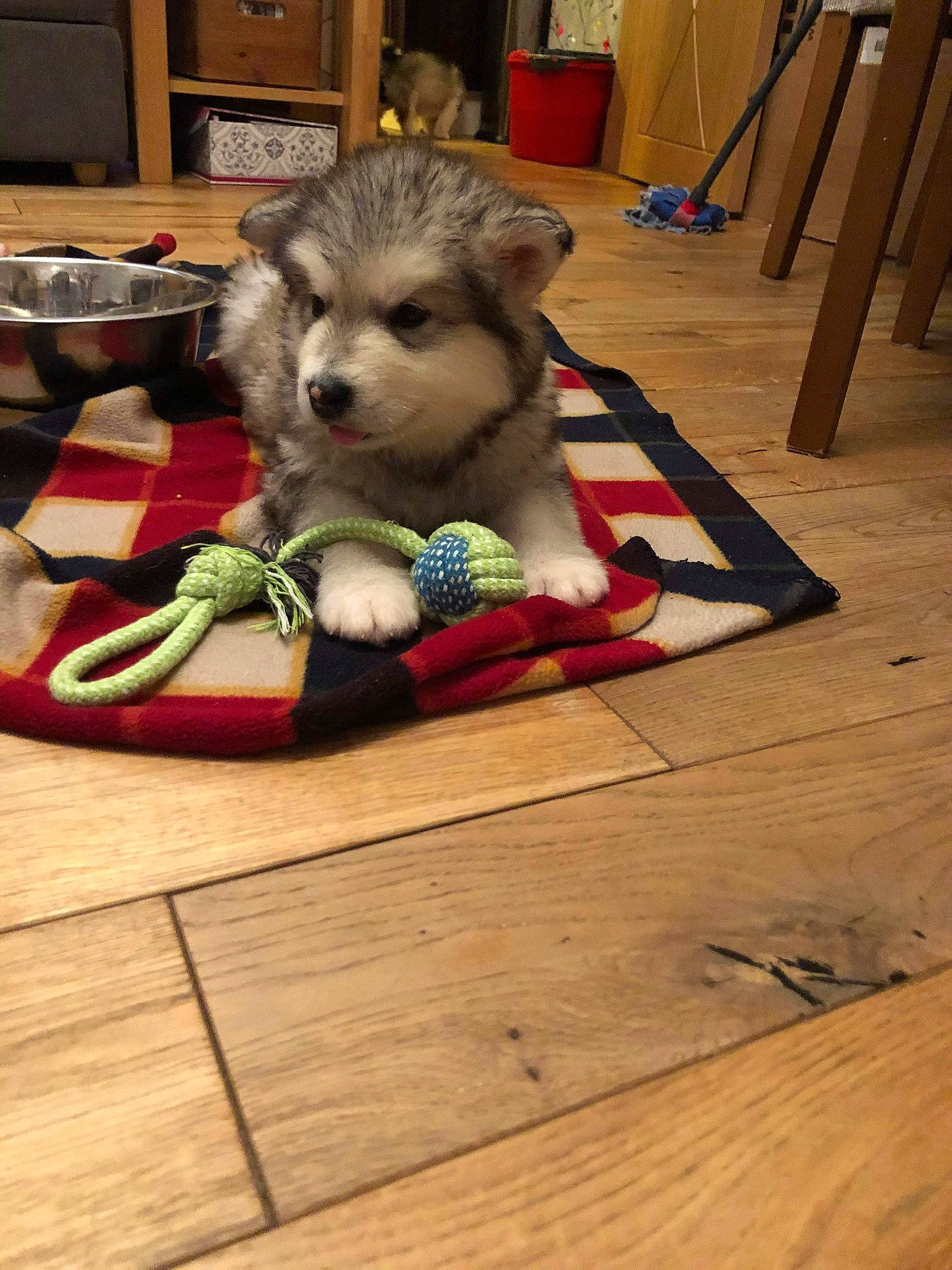 Teddy is registered to the contest to win money with this photo: canidae, carnivore, companion_dog, dog, dog_breed, dog_clothes, dog_supply, flooring, fur, hardwood, laminate_flooring, pet_supply, puppy, snout, spitz, sporting_group, toy_dog, wood, wood_flooring, wood_stain