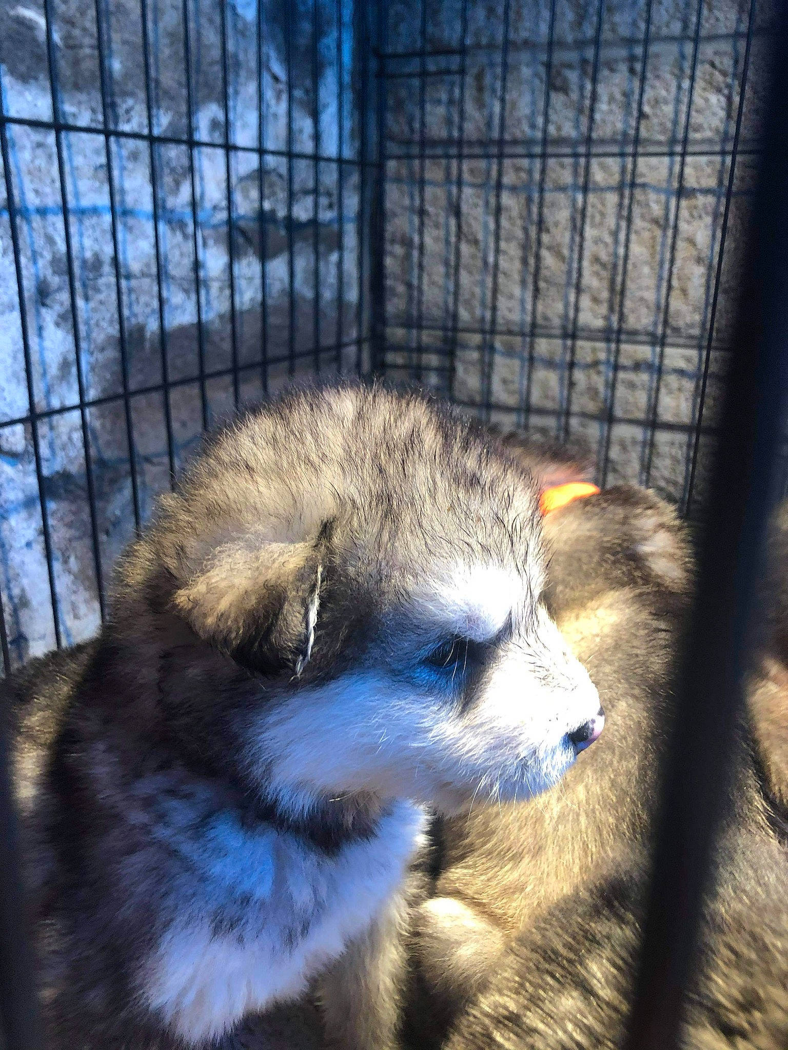 Teddy is registered to the contest to win money with this photo: animal_shelter, cage, carnivore, fawn, fence, fur, iris, iron, mesh, mustelidae, pet_supply, puppy, service, snout, terrestrial_animal, vertebrate, whiskers, wire_fencing, zoo
