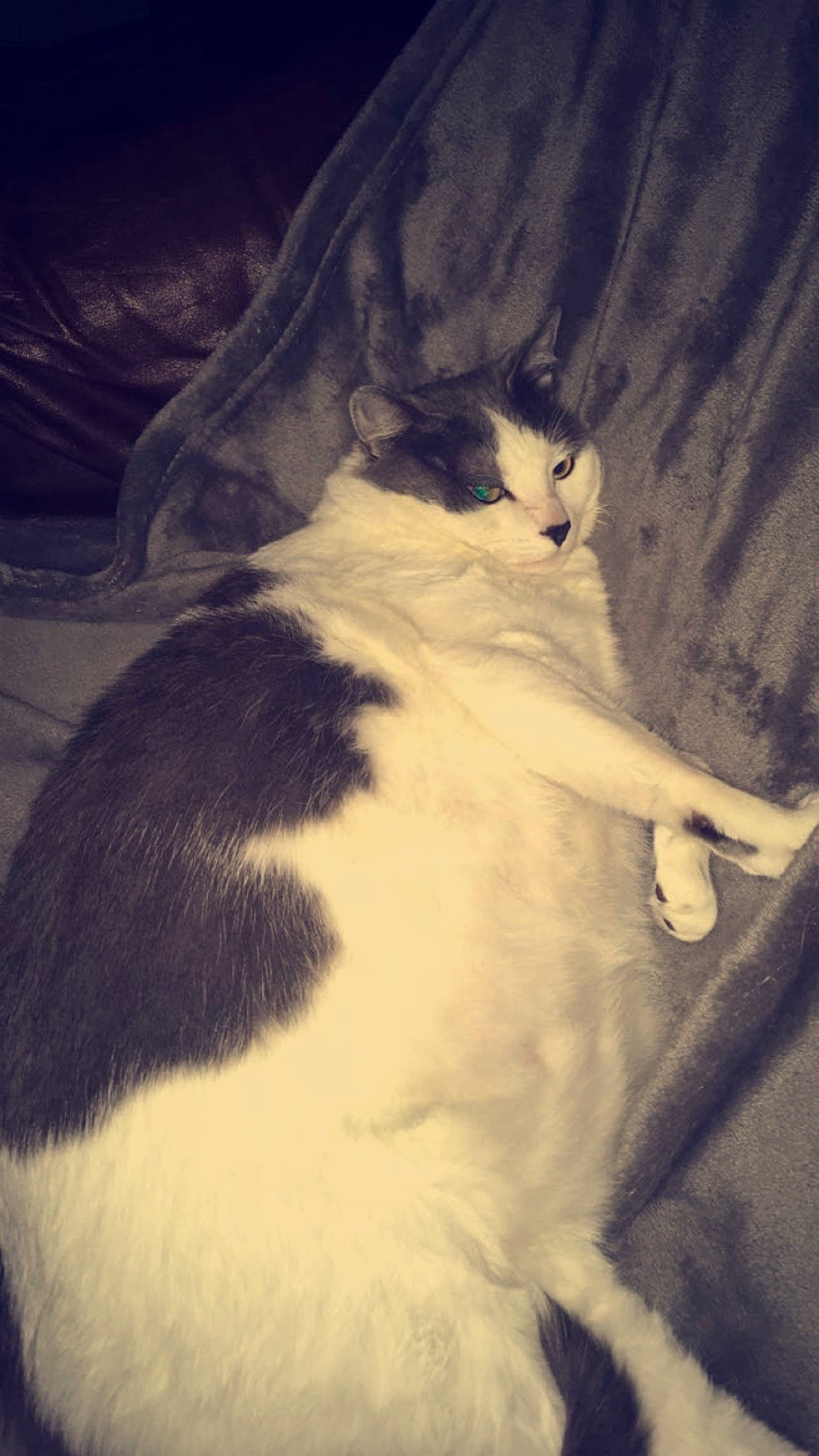 Lilou a rejoint le concours — aidez-le/la à gagner de superbes lots ! carnivore, cat, comfort, darkness, domestic_short_haired_cat, felidae, fur, monochrome_photography, paw, small_to_medium_sized_cats, tail, terrestrial_animal, tints_and_shades, whiskers