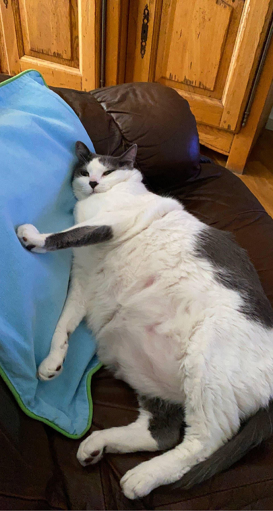 Lilou a rejoint le concours — aidez-le/la à gagner de superbes lots ! canidae, carnivore, cat, claw, comfort, companion_dog, dog_breed, domestic_short_haired_cat, duvet, felidae, fur, hardwood, linens, paw, room, small_to_medium_sized_cats, sporting_group, tail, terrestrial_animal, whiskers