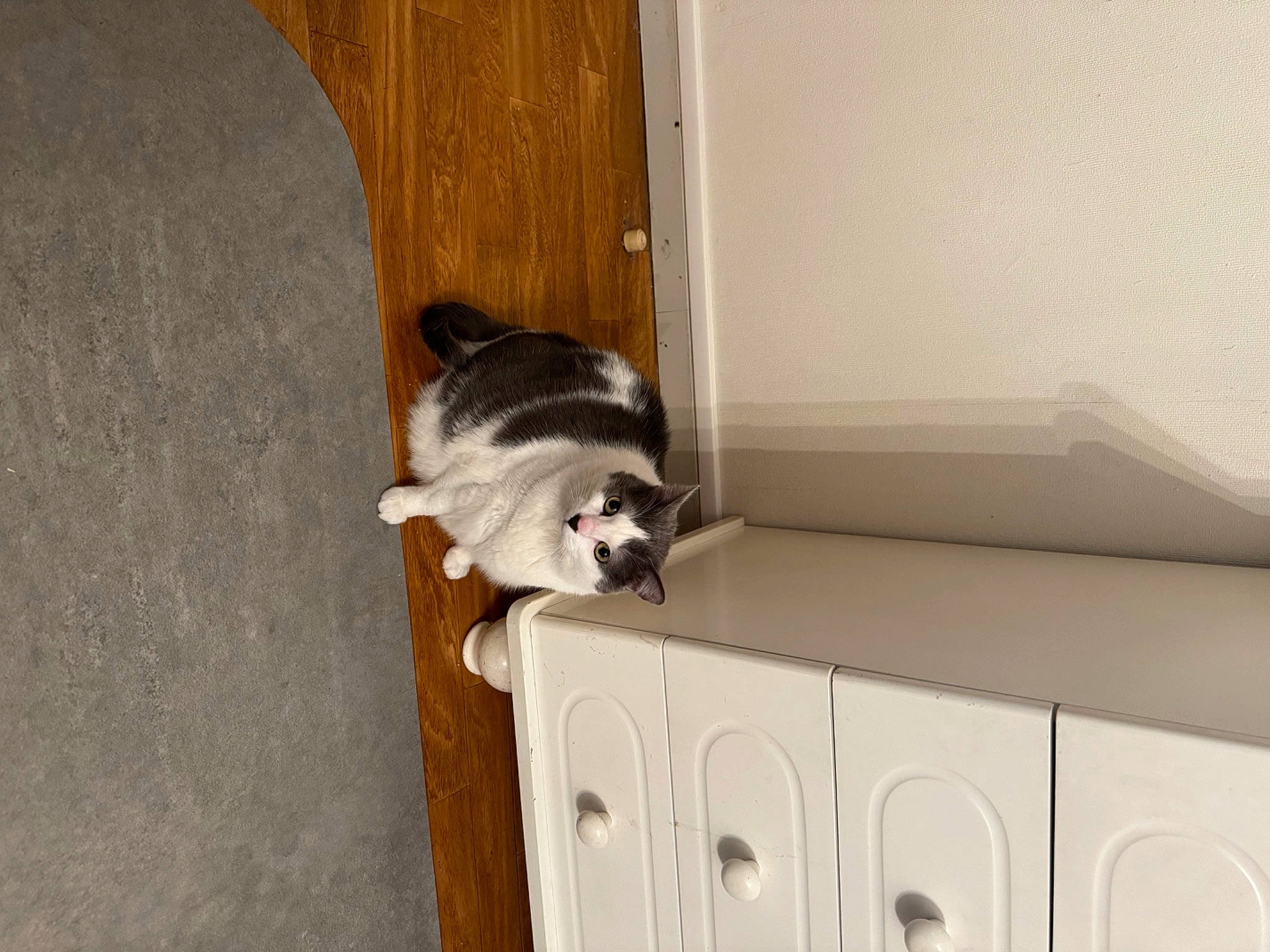 Lilou a rejoint le concours — aidez-le/la à gagner de superbes lots ! cabinetry, carnivore, cat, chest_of_drawers, dog_breed, door, drawer, fawn, felidae, floor, flooring, fur, hardwood, pet_supply, plywood, room, small_to_medium_sized_cats, tail, whiskers, wood