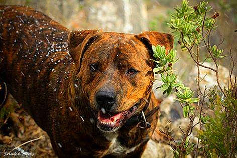 Innouk a rejoint le concours — aidez-le/la à gagner de superbes lots ! canidae, carnivore, dog, dog_breed, fawn, fur, grass, guard_dog, hunting_dog, liver, plant, snout, sporting_group, terrestrial_animal, tree, whiskers, wildlife, wood, working_animal, working_dog