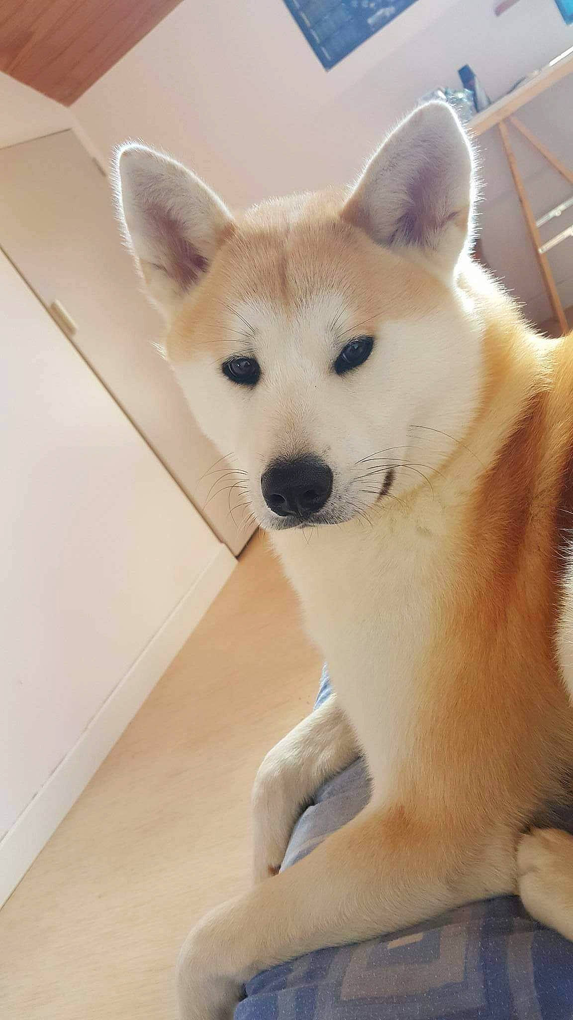 Nuru a rejoint le concours — aidez-le/la à gagner de superbes lots ! ancient_dog_breeds, canidae, canis, carnivore, collar, companion_dog, dog, dog_breed, fawn, flooring, fur, non_sporting_group, snout, sporting_group, tail, terrestrial_animal, whiskers, working_animal