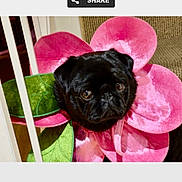 Minnie joined the competition — help win amazing prizes! adorable, banner, big_eyes, black_pug, close_up, costume, couch, dog, fabric, flower_costume, gate, green_leaf, indoor, pet, pet_contest, pink, pug, share_button, velvet, website_screenshot