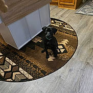 Reilgh is registered to the contest to win money with this photo: animal, black_dog, cabinet, collar, curious, cute, dog, domestic, floor, flooring, furniture, indoor, kitchen, looking_up, pet, puppy, rug, sitting, wooden_cabinet, young_dog
