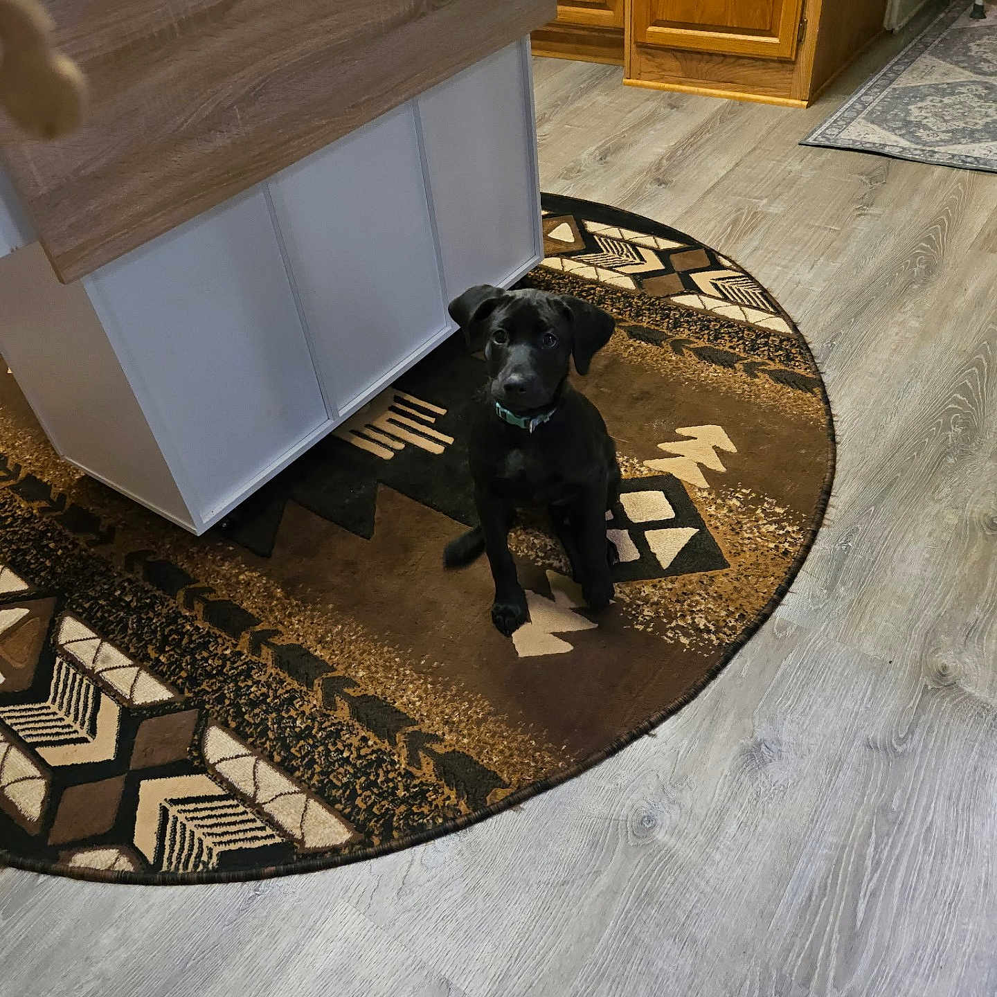 Reilgh is registered to the contest to win money with this photo: animal, black_dog, cabinet, collar, curious, cute, dog, domestic, floor, flooring, furniture, indoor, kitchen, looking_up, pet, puppy, rug, sitting, wooden_cabinet, young_dog