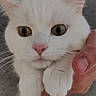 cat, white_cat, pet, animal, feline, cute, fluffy, eyes, pink_nose, paws, hand, person, gray_sweater, indoor, close_up, portrait, fur, whiskers, holding, curious