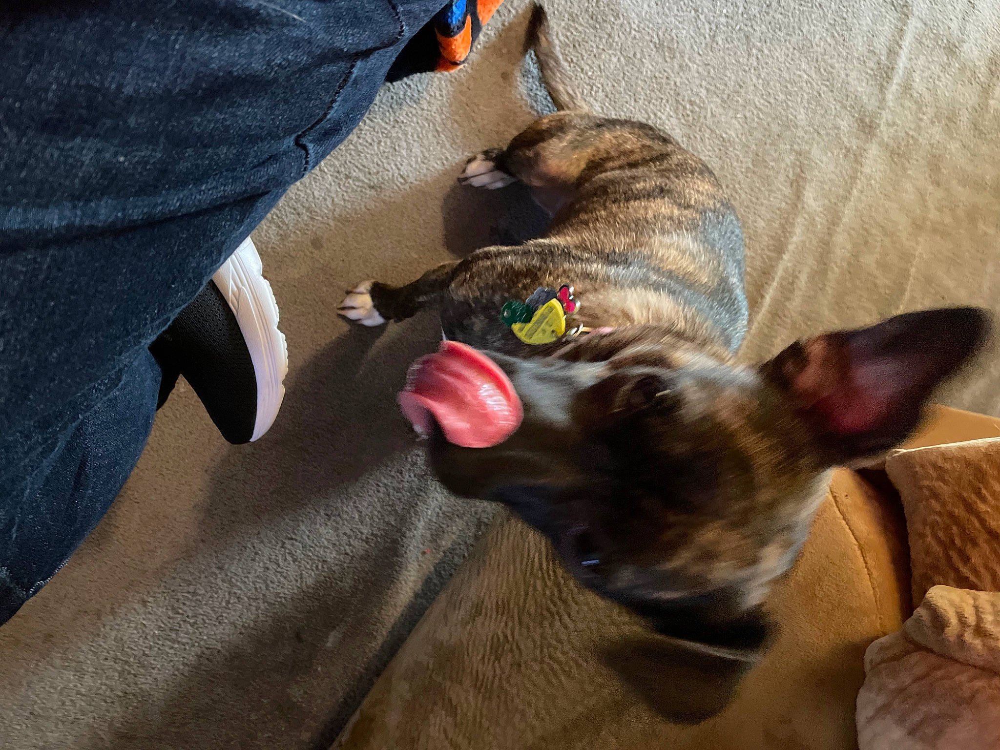 Gracie-lee joined the competition — help win amazing prizes! canidae, carnivore, comfort, companion_dog, denim, dog, dog_breed, dog_supply, ear, fawn, felidae, guard_dog, paw, pinscher, small_to_medium_sized_cats, snout, sporting_group, tail, whiskers, working_animal