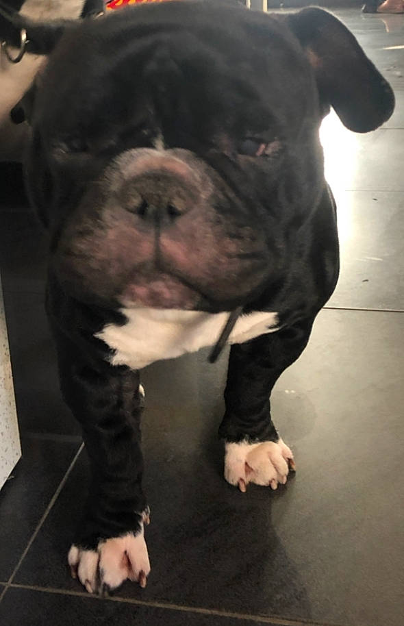 Booba a rejoint le concours — aidez-le/la à gagner de superbes lots ! american_bulldog, american_pit_bull_terrier, canidae, carnivore, companion_dog, dog, dog_breed, mammal, molosser, non_sporting_group, old_english_bulldog, olde_english_bulldogge, pit_bull, rare_breed_dog, renascence_bulldogge, skin, snout, staffordshire_bull_terrier, valley_bulldog, vertebrate