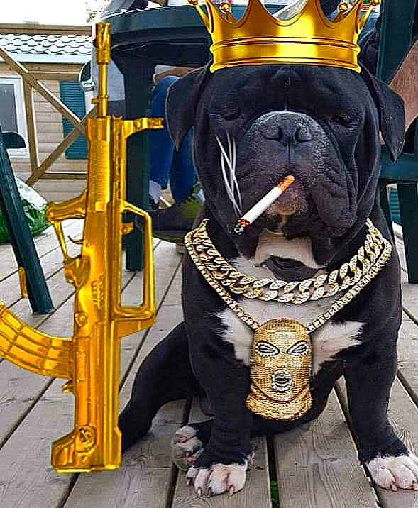 Booba a rejoint le concours — aidez-le/la à gagner de superbes lots ! canidae, carnivore, companion_dog, dog, dog_breed, fawn, guard_dog, molosser, non_sporting_group, snout, sporting_group, working_dog