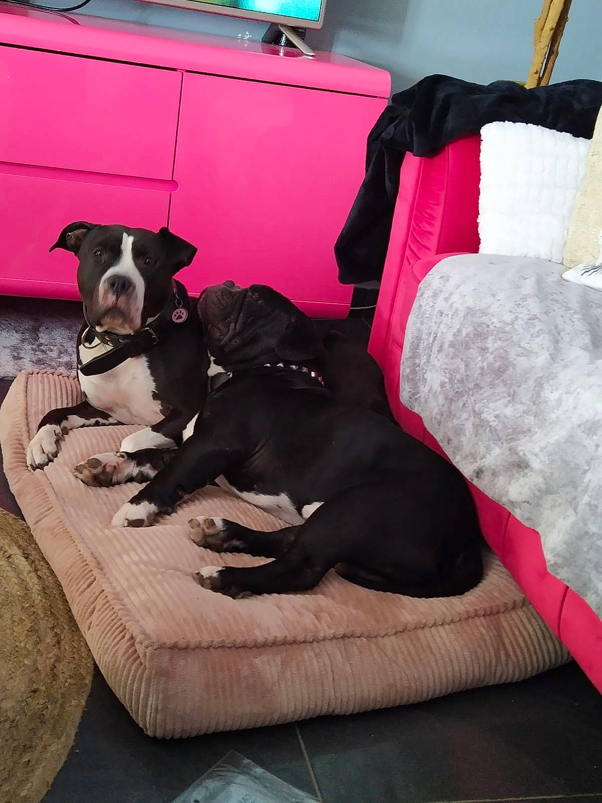 Booba participe au concours pour gagner de l'argent avec cette photo : american_staffordshire_terrier, canidae, carnivore, companion_dog, dog, dog_breed, great_dane, guard_dog, non_sporting_group, pink, staffordshire_bull_terrier