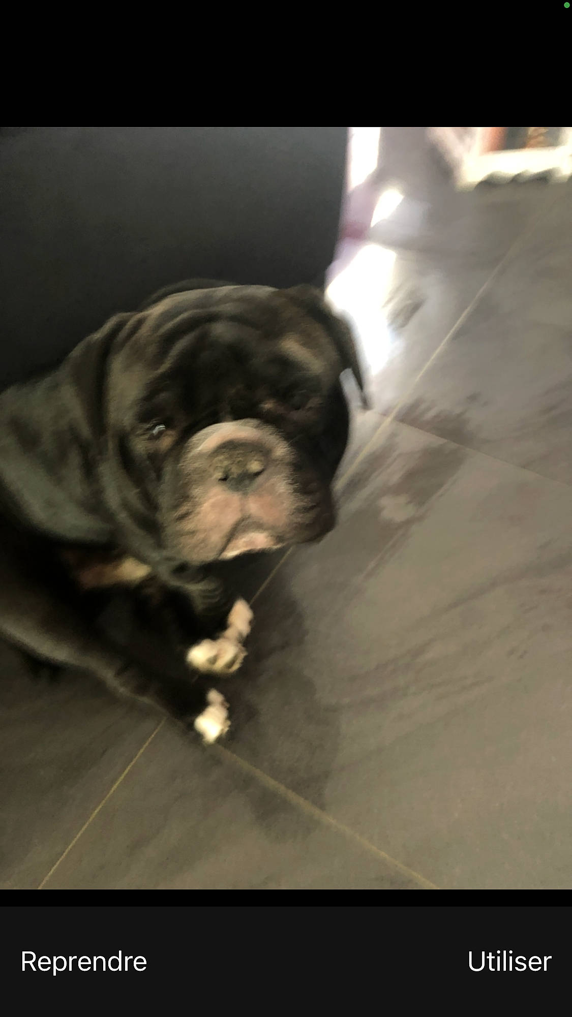 Booba participe au concours pour gagner de l'argent avec cette photo : american_bulldog, bulldog, canidae, carnivore, companion_dog, dog, dog_breed, fawn, french_bulldog, mammal, non_sporting_group, old_english_bulldog, olde_english_bulldogge, pug, puppy, skin, snout, sporting_group, toy_bulldog, valley_bulldog