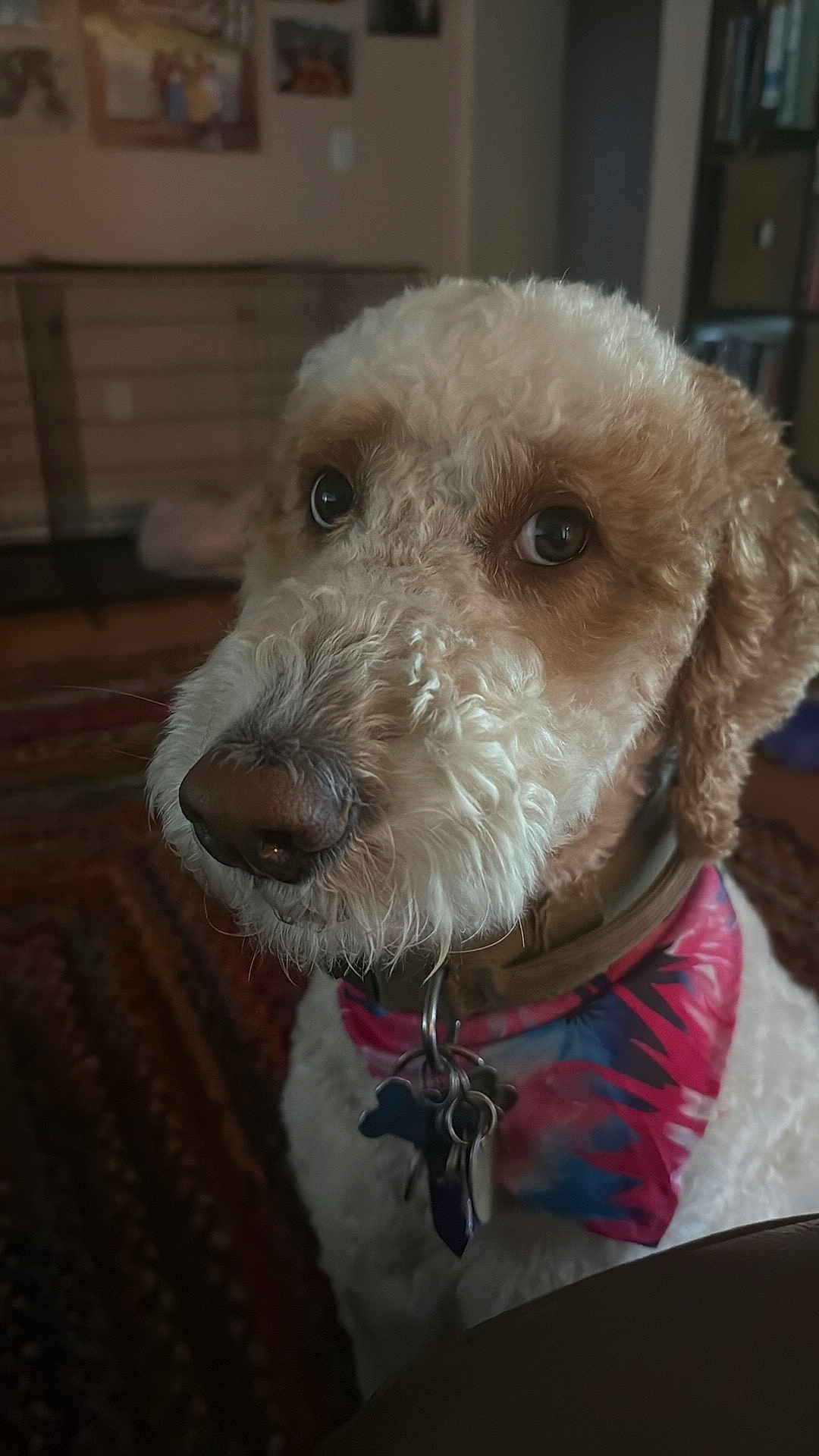 Catm is registered to the contest to win money with this photo: dog, curly_hair, close_up, indoor, bandana, collar, pet_tags, brown_nose, portrait, carpet, furniture, warm_lighting, looking_away, curious, domestic_animal, fluffy, animal_portrait, household, cozy, background_blur