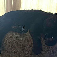 Yin joined the competition — help win amazing prizes! black_cat, cat, sleeping, couch, sofa, furniture, indoor, pet, resting, animal, window, curtains, relaxation, cozy, domestic, feline, paw, backrest, home, daylight