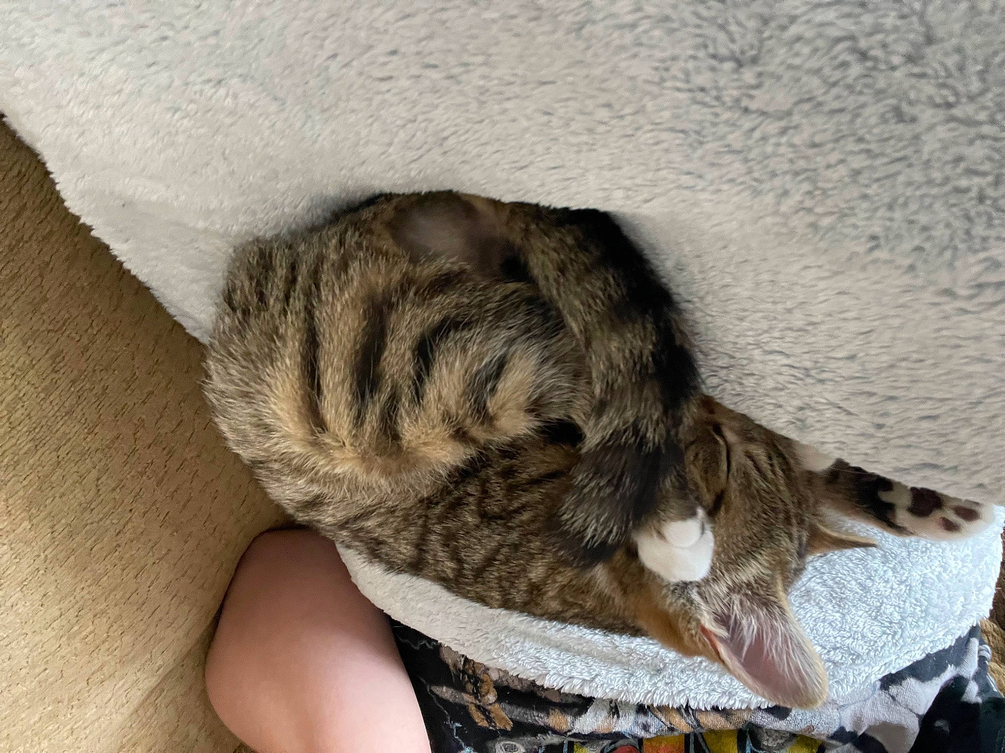 Dodger joined the competition — help win amazing prizes! carnivore, cat, claw, comfort, dog_breed, domestic_short_haired_cat, fawn, felidae, foot, fur, grey, leg, nap, paw, sleep, small_to_medium_sized_cats, snout, tail, terrestrial_animal, whiskers