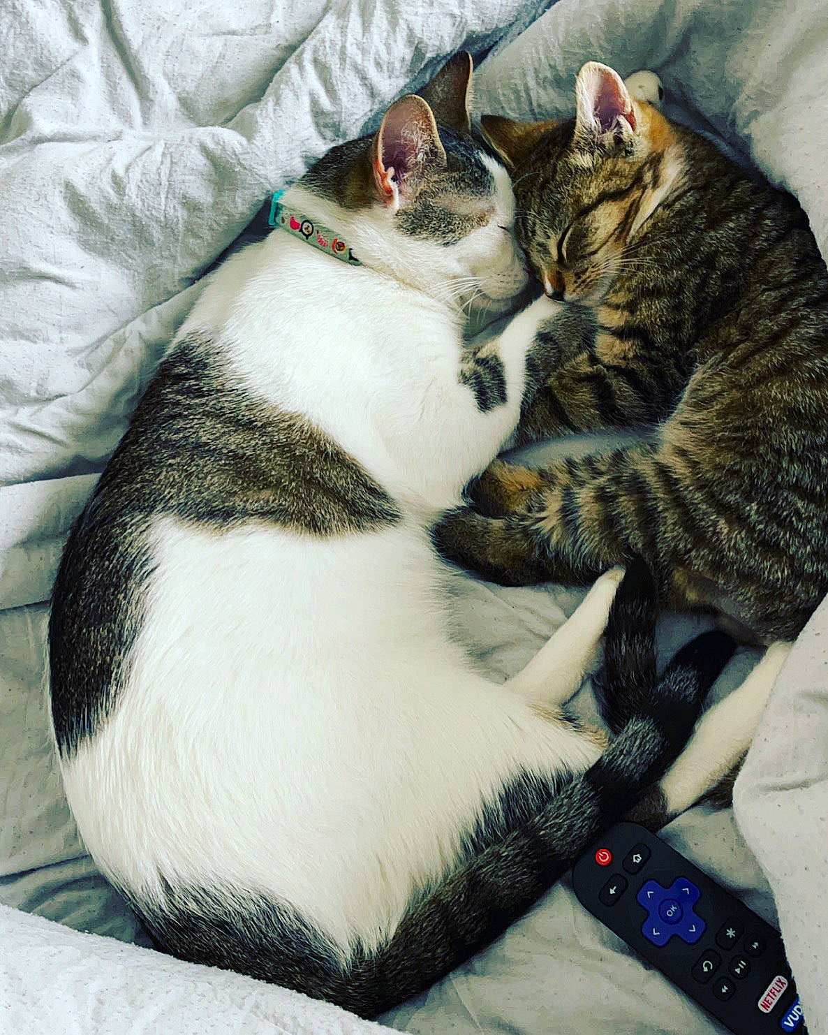 Dodger is registered to the contest to win money with this photo: carnivore, cat, cat_supply, claw, comfort, domestic_short_haired_cat, felidae, fur, linens, nap, pattern, paw, sleep, small_to_medium_sized_cats, snout, tail, textile, whiskers