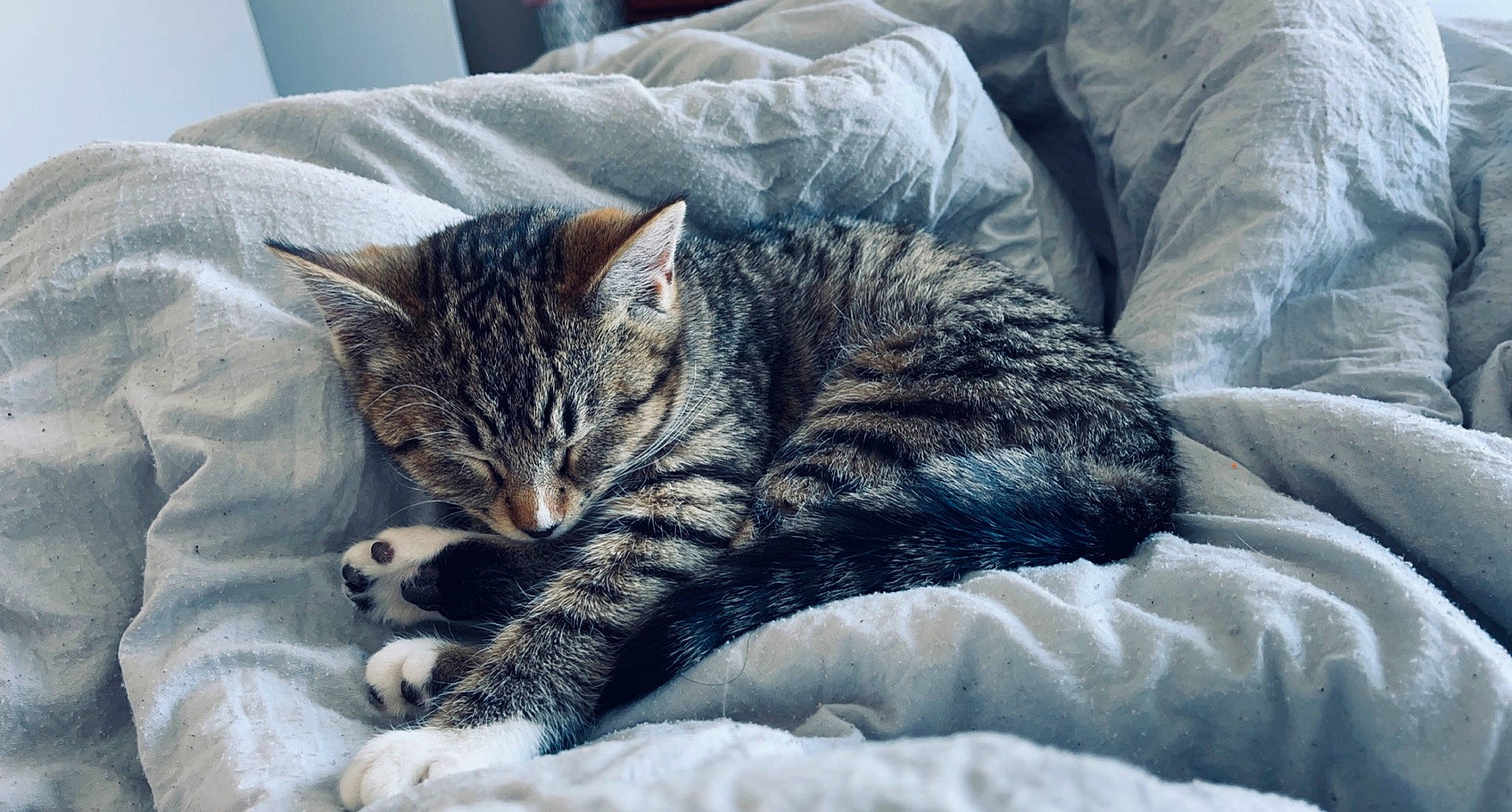 Dodger joined the competition — help win amazing prizes! bed, bed_sheet, bedding, carnivore, cat, comfort, domestic_short_haired_cat, felidae, fur, grey, linens, nap, paw, sky, small_to_medium_sized_cats, snout, tail, terrestrial_animal, textile, whiskers