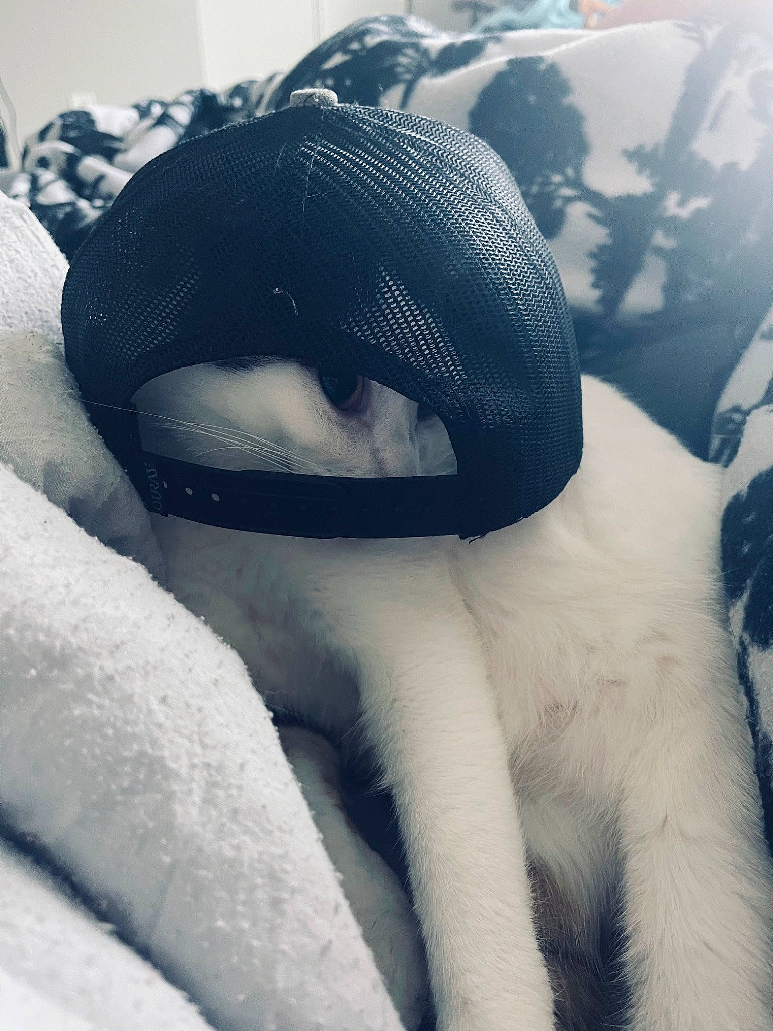 Sal joined the competition — help win amazing prizes! _geese_and_swans, beak, cloud, dog_breed, duck, ducks, electric_blue, eye, feather, freezing, fur, head, human_body, neck, sky, snout, snow, swan, tree, window