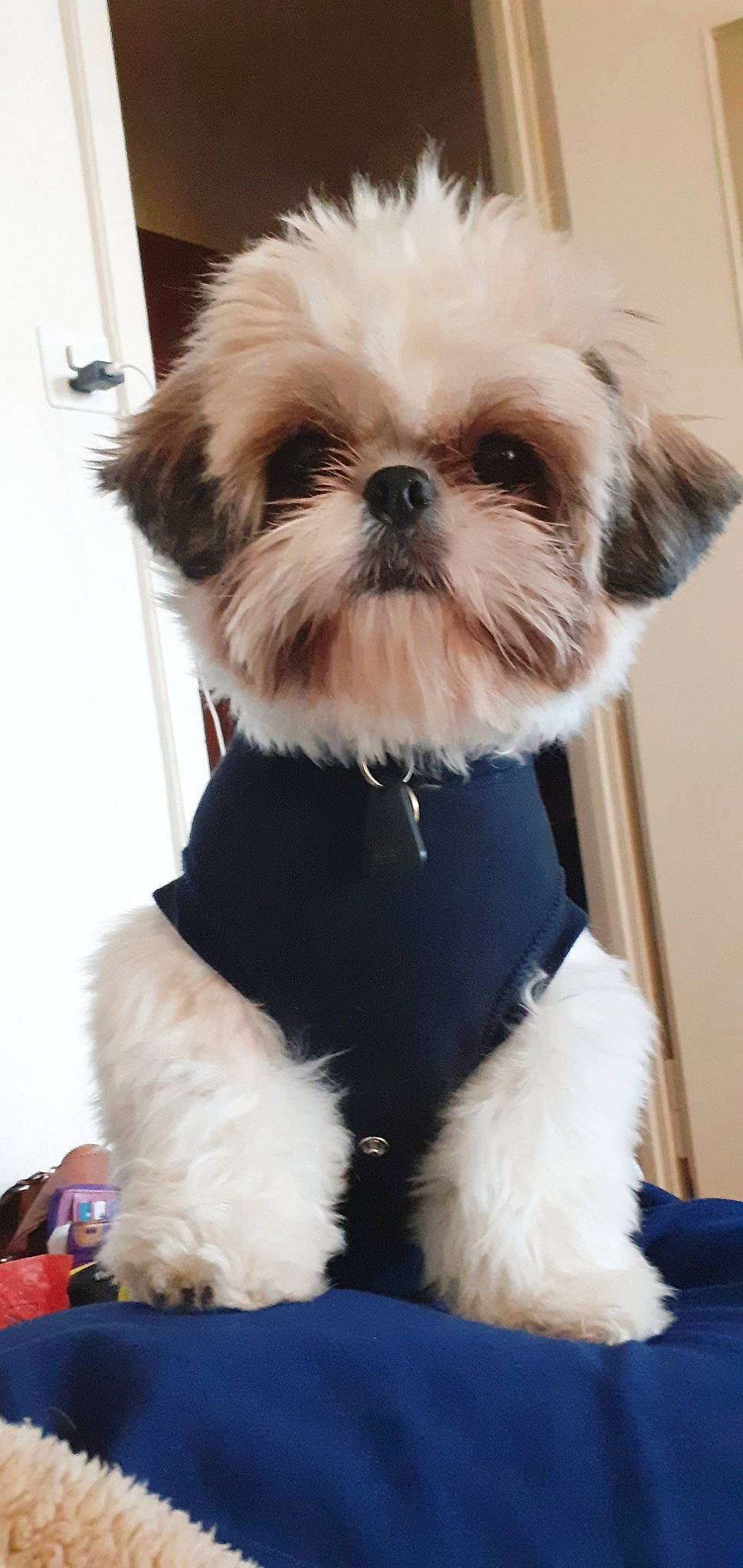Ti-la participe au concours pour gagner de l'argent avec cette photo : blue, canidae, carnivore, companion_dog, dog, dog_breed, dog_clothes, dog_supply, fawn, fur, liver, pet_supply, shih_tzu, small_terrier, snout, sporting_group, tail, terrier, toy_dog, working_animal
