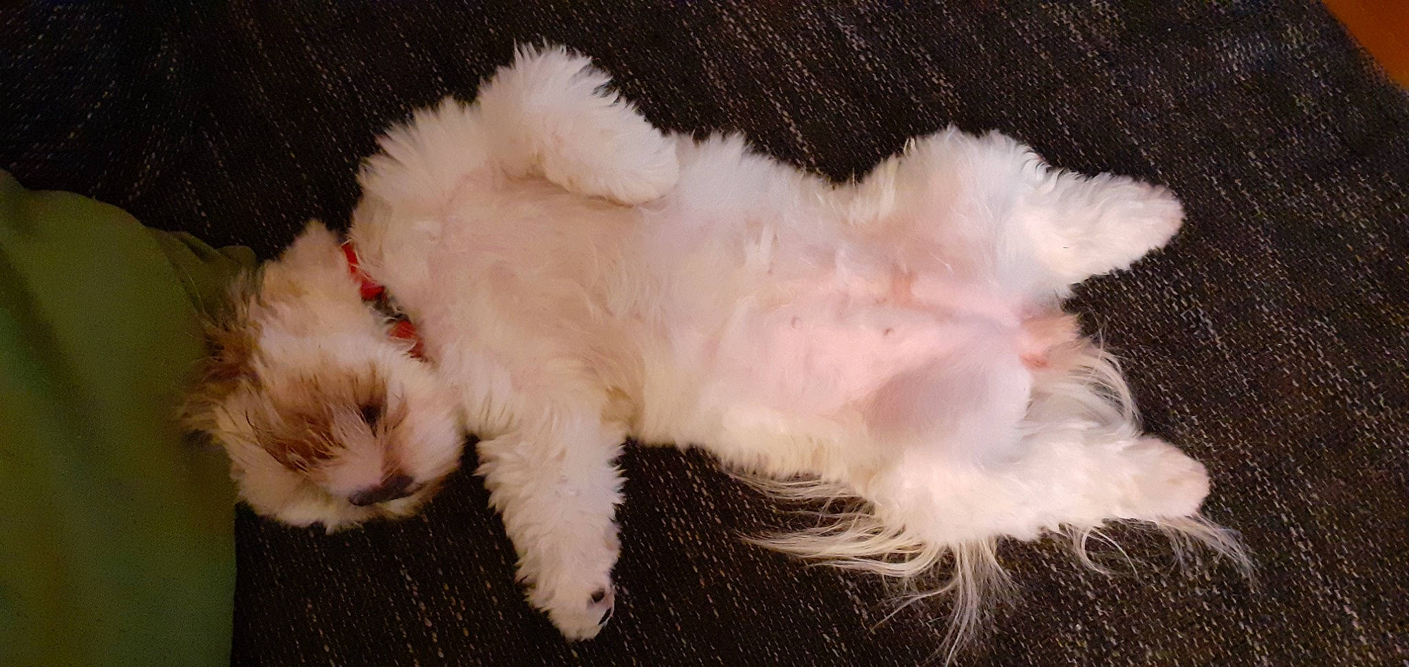 Ti-la participe au concours pour gagner de l'argent avec cette photo : canidae, carnivore, cat, claw, companion_dog, dog, dog_breed, fashion_accessory, fawn, felidae, fur, maltepoo, paw, small_to_medium_sized_cats, snout, sporting_group, tail, toy, toy_dog, whiskers