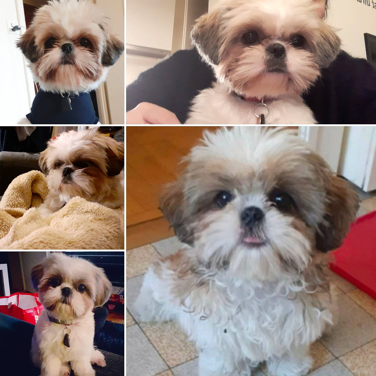 Ti-la a rejoint le concours — aidez-le/la à gagner de superbes lots ! blue, carnivore, companion_dog, dog, dog_breed, fawn, fur, liver, mammal, natural_material, pet_supply, photograph, plant, shih_tzu, snapshot, snout, sporting_group, toy_dog, vertebrate, working_animal