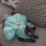 Mira is registered to the contest to win money with this photo: cat, gray_cat, dress, turquoise, bow, couch, cushion, seated, pet, animal, feline, indoor, fabric, sparkly, relaxed, looking_away, home, soft_furniture, decor, resting