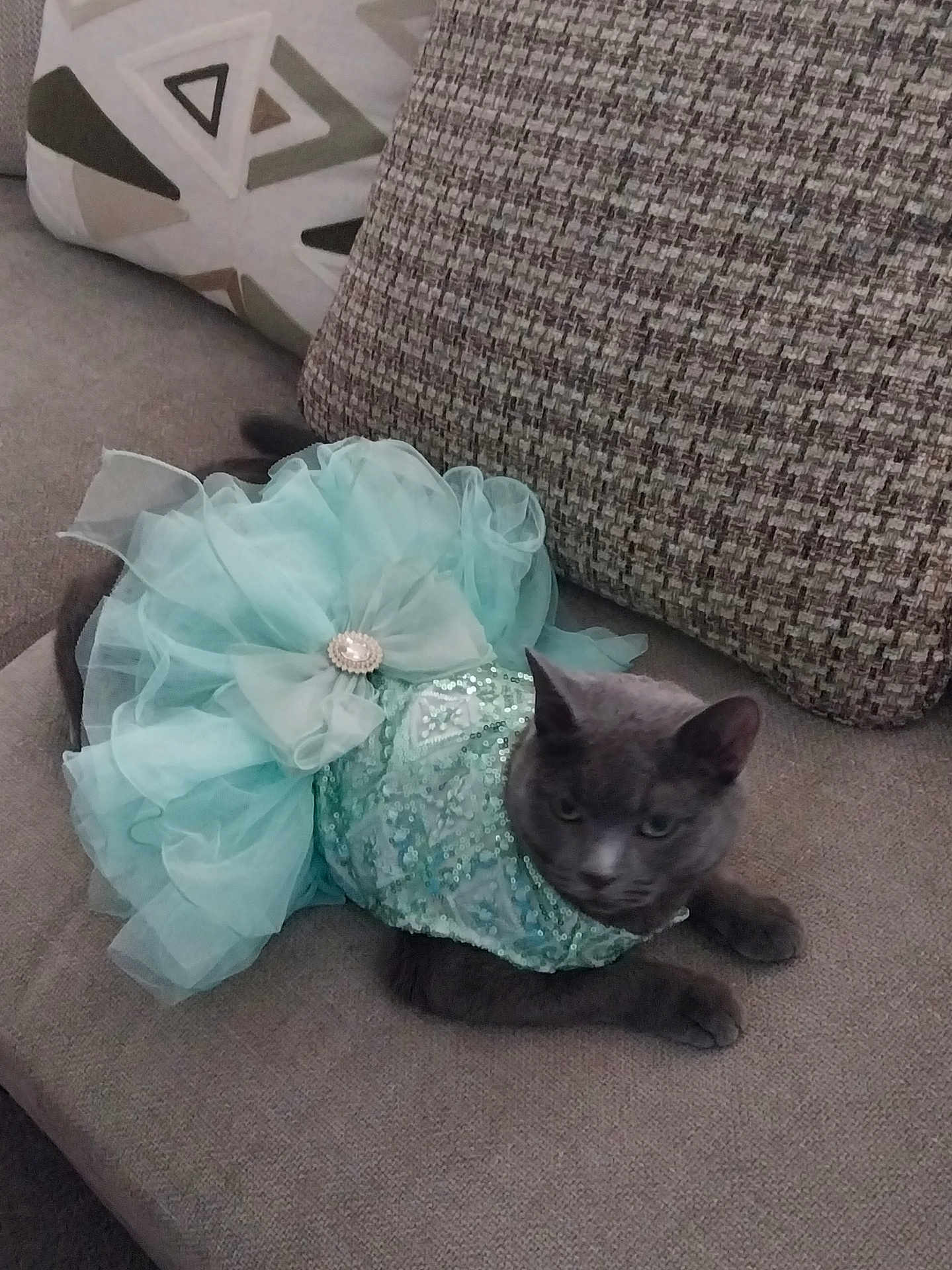 Mira is registered to the contest to win money with this photo: cat, gray_cat, dress, turquoise, bow, couch, cushion, seated, pet, animal, feline, indoor, fabric, sparkly, relaxed, looking_away, home, soft_furniture, decor, resting