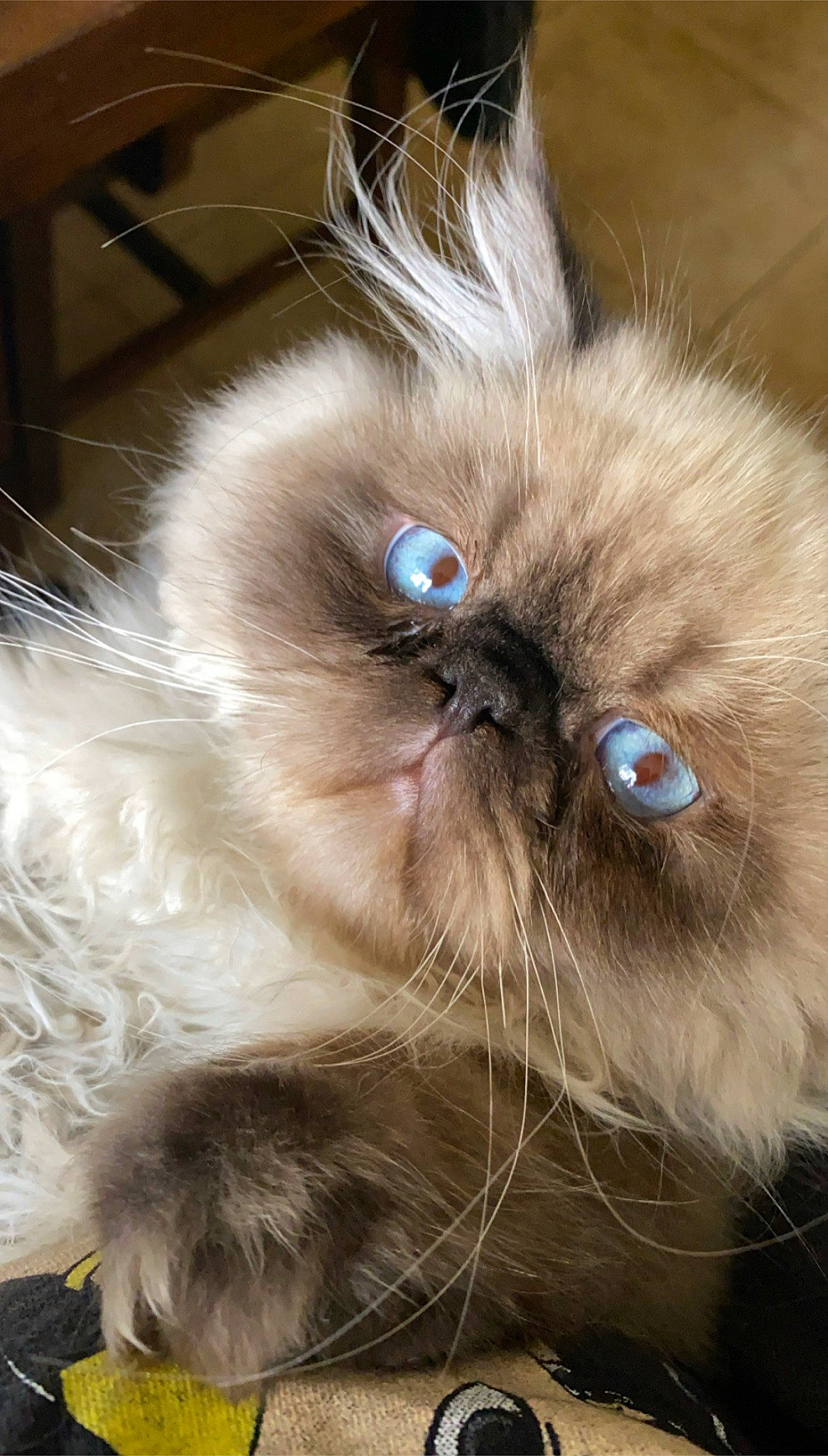 Griffin joined the competition — help win amazing prizes! birman, carnivore, cat, fawn, felidae, fur, persian, ragdoll, siamese, small_to_medium_sized_cats, terrestrial_animal, whiskers, working_animal