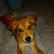 Dozer is registered to the contest to win money with this photo: puppy, dog, pet, brown_dog, dog_bed, toy, giraffe_toy, indoor, floor, patterned_floor, looking_up, cute, animal, canine, young_dog, lying_down, soft_bed, close_up, portrait, domestic_animal