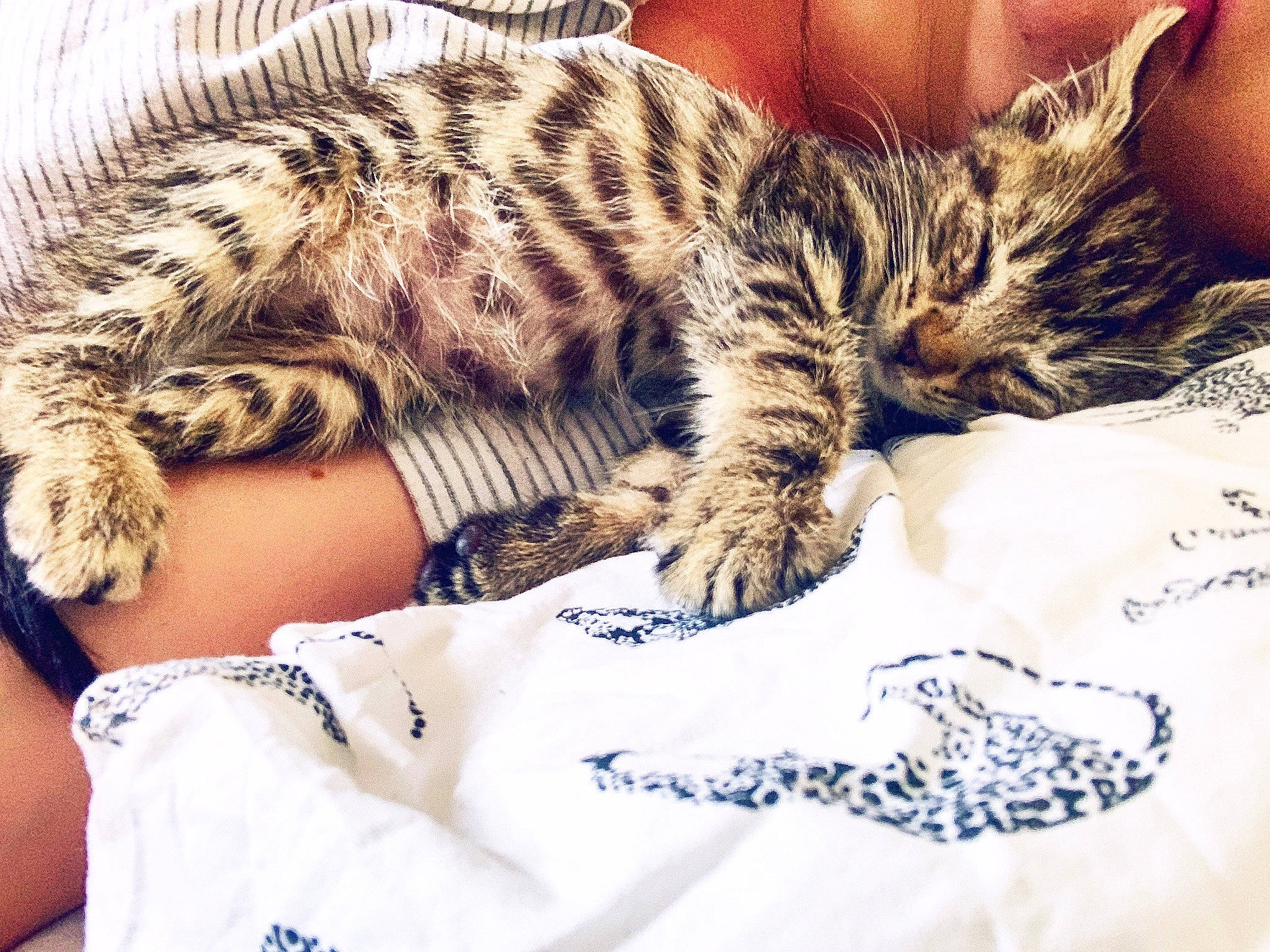 Ziggy joined the competition — help win amazing prizes! american_shorthair, asian, bengal, carnivore, cat, dragon_li, ear, egyptian_mau, european_shorthair, eye, felidae, fur, kitten, leg, mammal, nap, sleep, small_to_medium_sized_cats, tabby_cat, whiskers