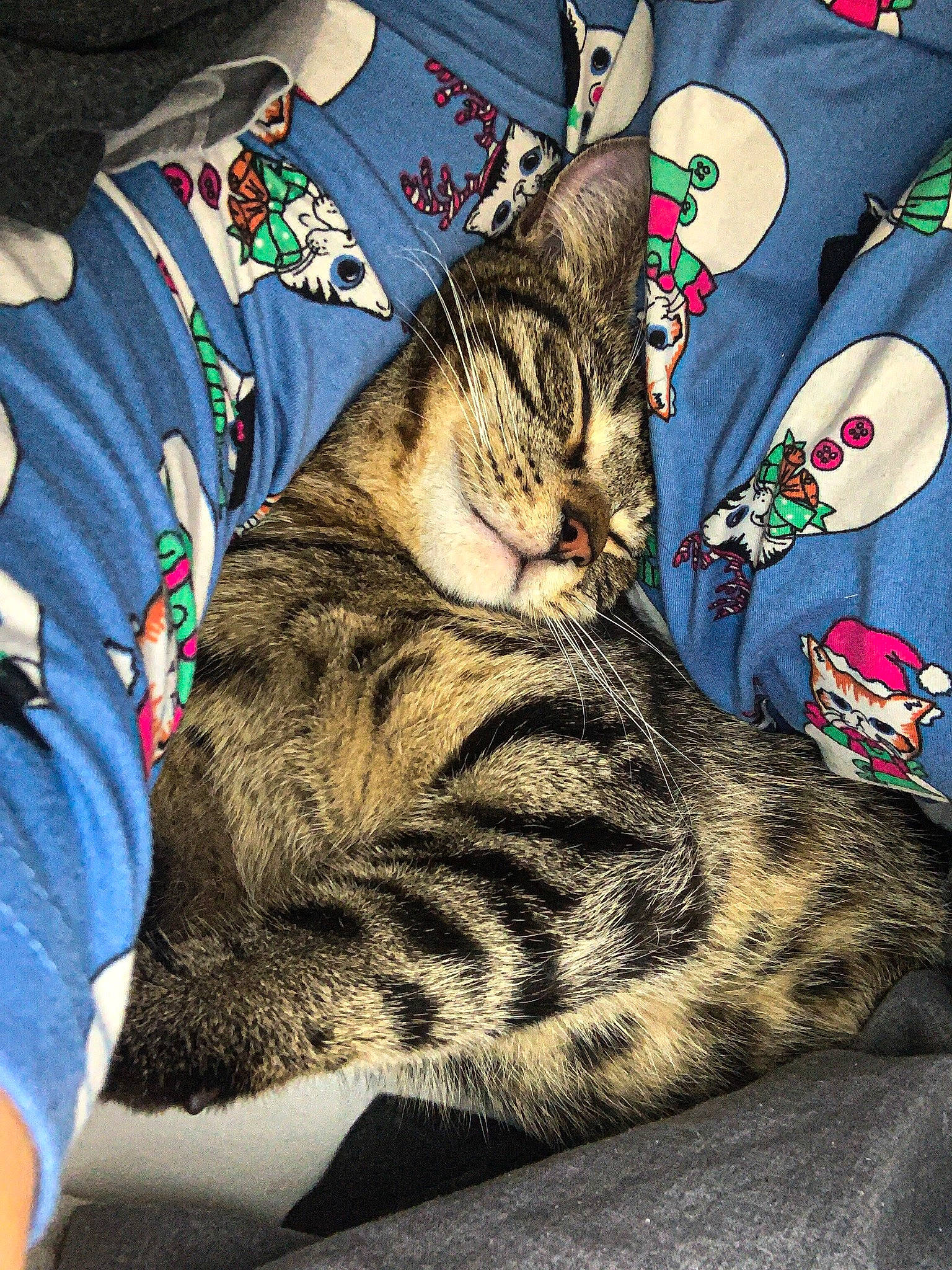 Ziggy is registered to the contest to win money with this photo: american_shorthair, american_wirehair, asian, california_spangled, carnivore, cat, domestic_short_haired_cat, dragon_li, egyptian_mau, european_shorthair, felidae, fur, kitten, nap, ocicat, small_to_medium_sized_cats, tabby_cat, tree, whiskers, wild_cat
