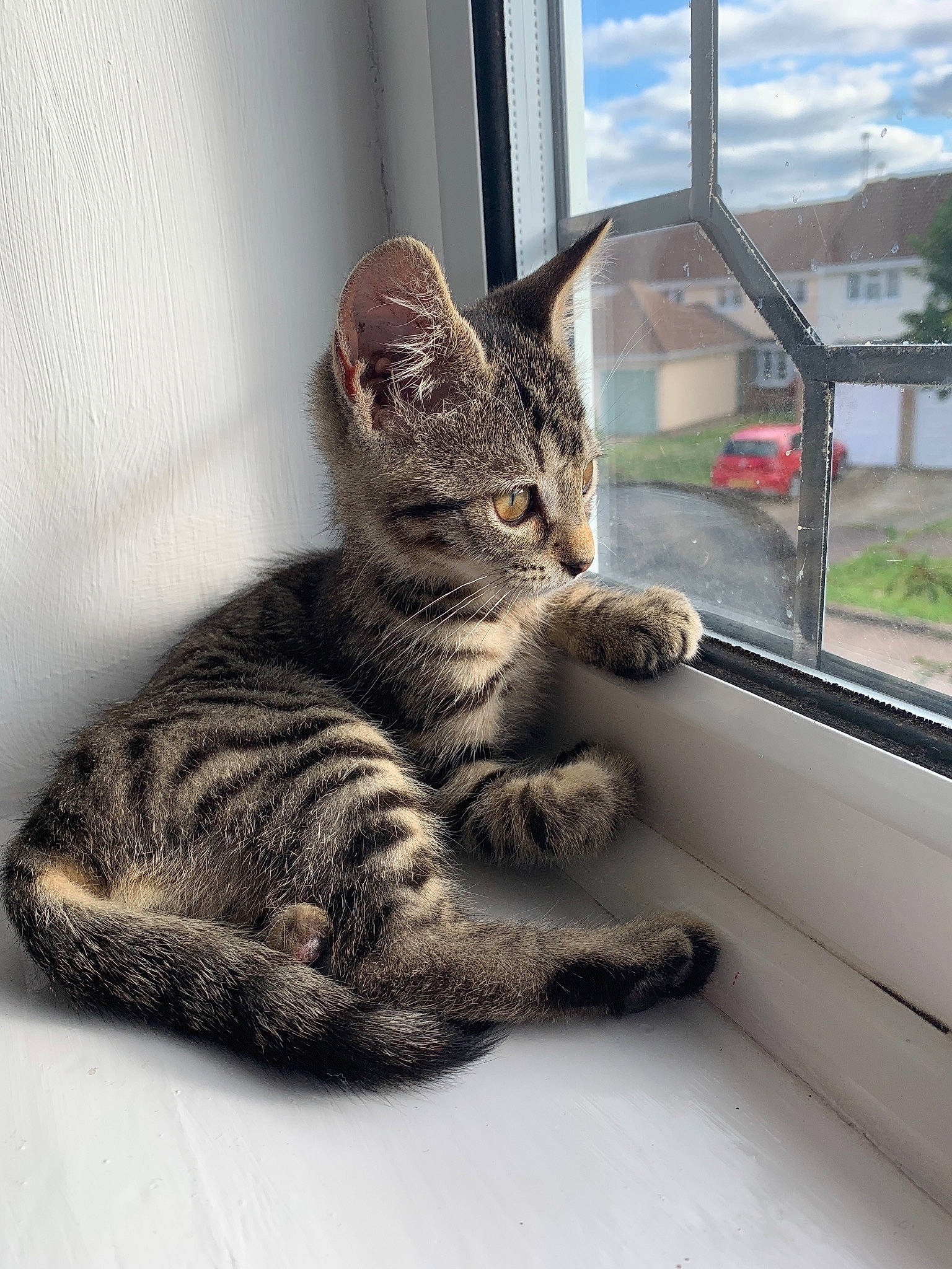 Ziggy joined the competition — help win amazing prizes! aegean_cat, american_shorthair, american_wirehair, asian, california_spangled, carnivore, cat, domestic_short_haired_cat, dragon_li, egyptian_mau, european_shorthair, felidae, kitten, mammal, ocicat, paw, small_to_medium_sized_cats, snout, tabby_cat, whiskers