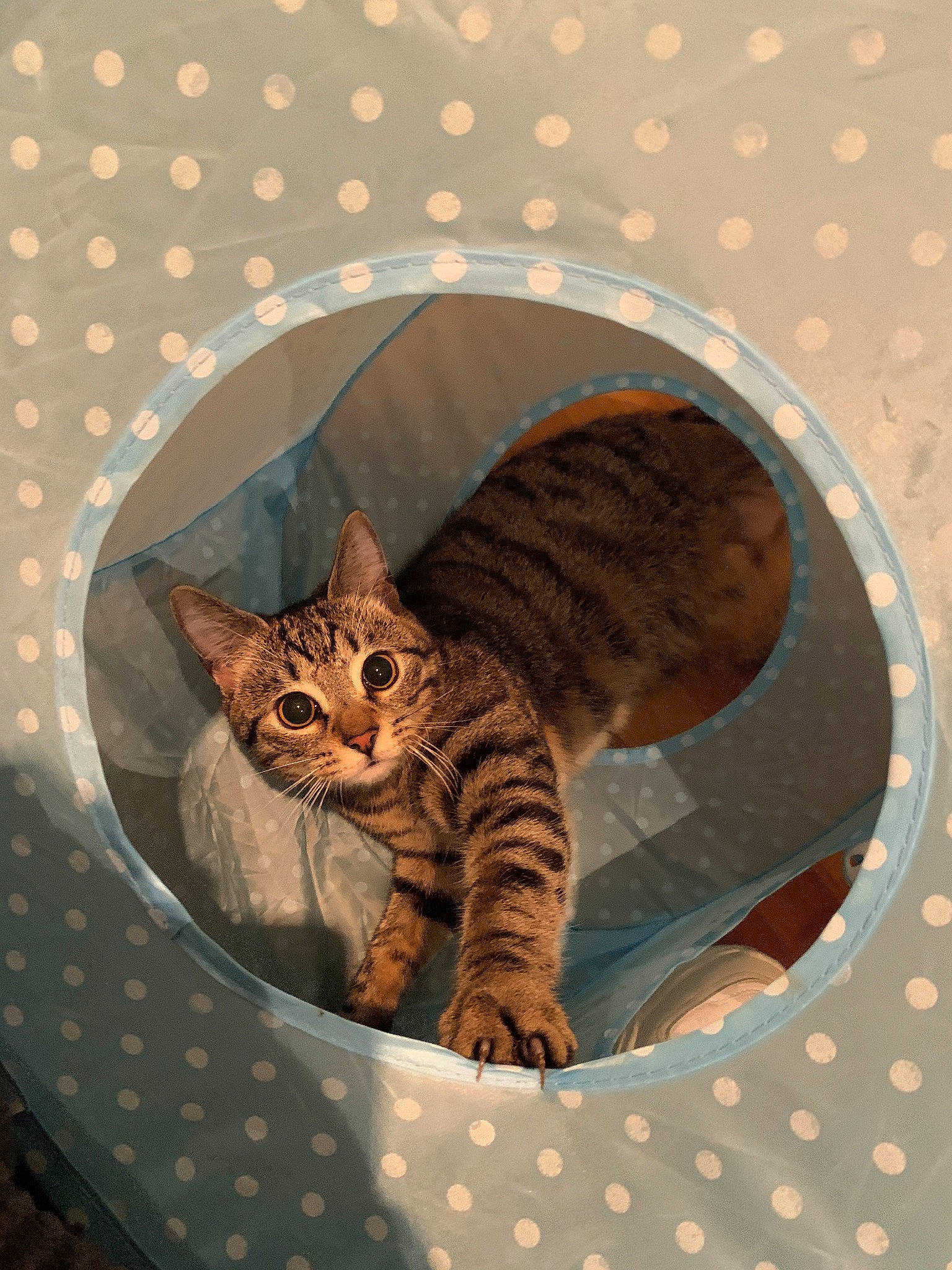 Ziggy joined the competition — help win amazing prizes! american_shorthair, asian, australian_mist, bengal, california_spangled, carnivore, cat, domestic_short_haired_cat, dragon_li, egyptian_mau, european_shorthair, felidae, mammal, ocicat, pixie_bob, savannah, small_to_medium_sized_cats, tabby_cat, toyger, whiskers