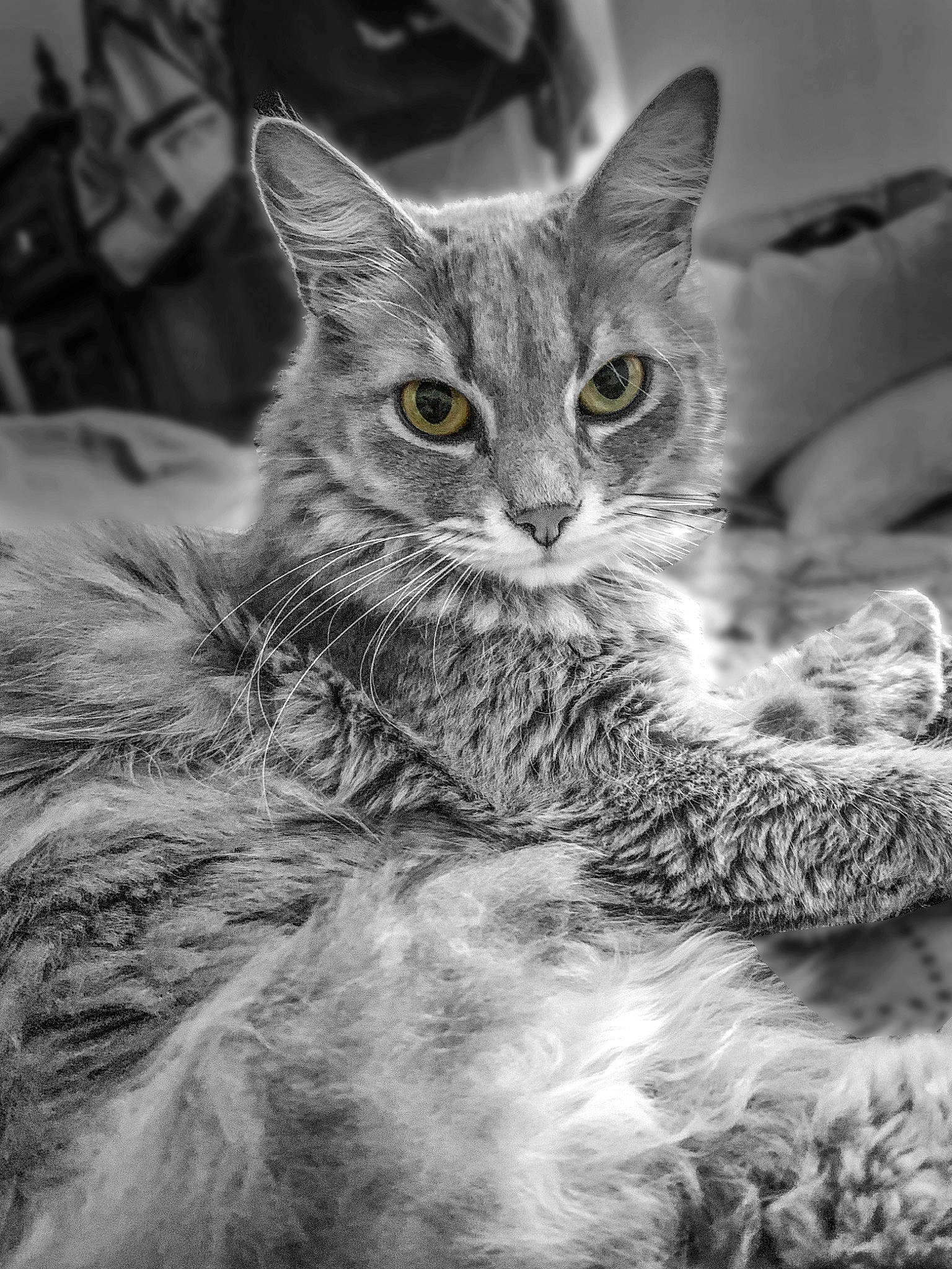 Jeep a rejoint le concours — aidez-le/la à gagner de superbes lots ! asian, black_and_white, carnivore, cat, domestic_short_haired_cat, egyptian_mau, european_shorthair, eye, felidae, fur, kitten, monochrome, monochrome_photography, nebelung, photography, small_to_medium_sized_cats, snout, tabby_cat, whiskers, wild_cat