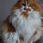 Caramel participe au concours pour gagner de l'argent avec cette photo : abyssinian, angora, animal, bodypart, cat, chair, couch, furniture, hardwood, indoors, kitten, manx, mouth, person, pet, plywood, siamese, wood
