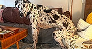 Huckleberry Hound joined the competition — help win amazing prizes! animal, armchair, canine, coffee_table, collar, curious, cushion, decor, dog, floor_lamp, furniture, great_dane, home, indoor, living_room, patterned, pet, rug, spotted_dog, wooden_shelf