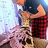 Huckleberry Hound is registered to the contest to win money with this photo: affection, black_and_white, casual_clothing, couch, cross_necklace, curtains, dog, floor, furniture, great_dane, home, human_animal_bond, indoor, interaction, jewelry, love, person, pet, plaid_pants, spotted