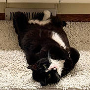 Penelope is registered to the contest to win money with this photo: cat, tuxedo_cat, pet, indoor, relaxed, lying_down, white_rug, floor, cabinet, tile_floor, black_fur, white_fur, whiskers, pink_nose, curious, cute, animal, feline, domestic_cat, home