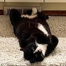 animal, black_fur, cabinet, cat, curious, cute, domestic_cat, feline, floor, home, indoor, lying_down, pet, pink_nose, relaxed, tile_floor, tuxedo_cat, whiskers, white_fur, white_rug