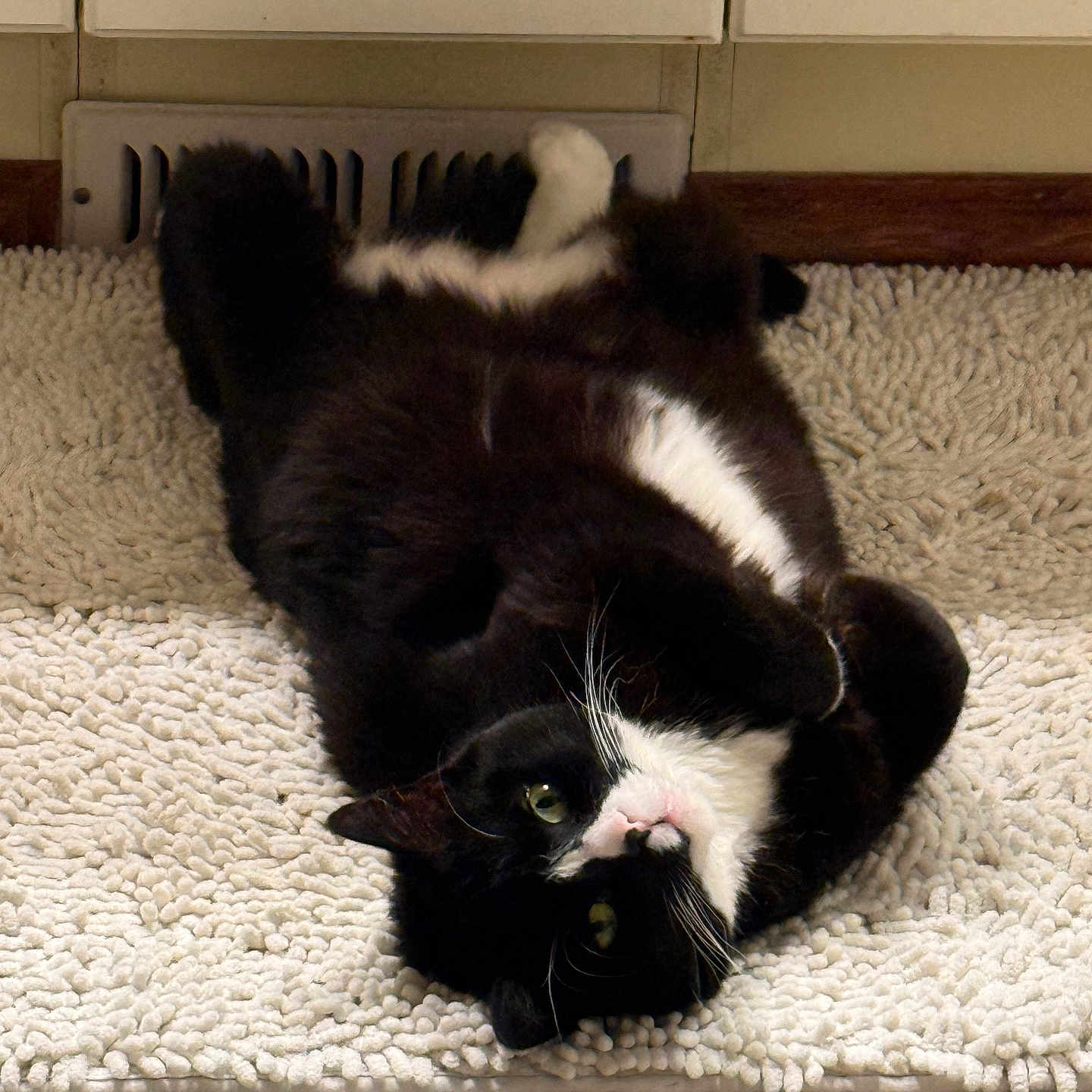 Penelope is registered to the contest to win money with this photo: cat, tuxedo_cat, pet, indoor, relaxed, lying_down, white_rug, floor, cabinet, tile_floor, black_fur, white_fur, whiskers, pink_nose, curious, cute, animal, feline, domestic_cat, home