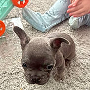 Skye joined the competition — help win amazing prizes! baby, carpet, child, clothing, cozy, curious, cute, dog, ears, floor, gray, hand, indoor, pet, playing, puppy, small, stroller, toy, young