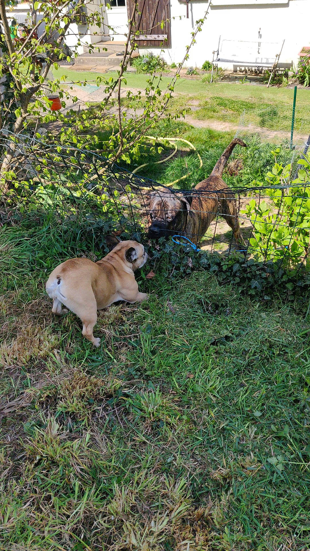 Loukia participe au concours pour gagner de l'argent avec cette photo : big_cats, carnivore, companion_dog, dog_breed, fawn, felidae, garden, grass, grassland, grazing, groundcover, landscape, pasture, plant, shrub, small_to_medium_sized_cats, sporting_group, tail, terrestrial_animal, tree