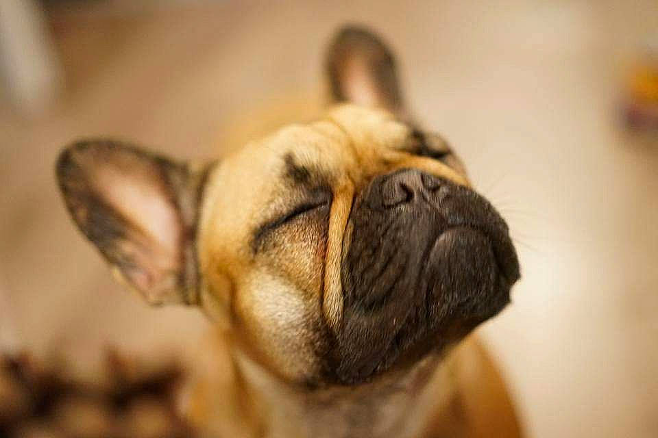 Loukia participe au concours pour gagner de l'argent avec cette photo : ancient_dog_breeds, canidae, carnivore, companion_dog, dog, dog_breed, ear, fawn, fur, non_sporting_group, pug, puppy, snout, sporting_group, terrestrial_animal, toy_dog, whiskers, wood, working_animal, wrinkle