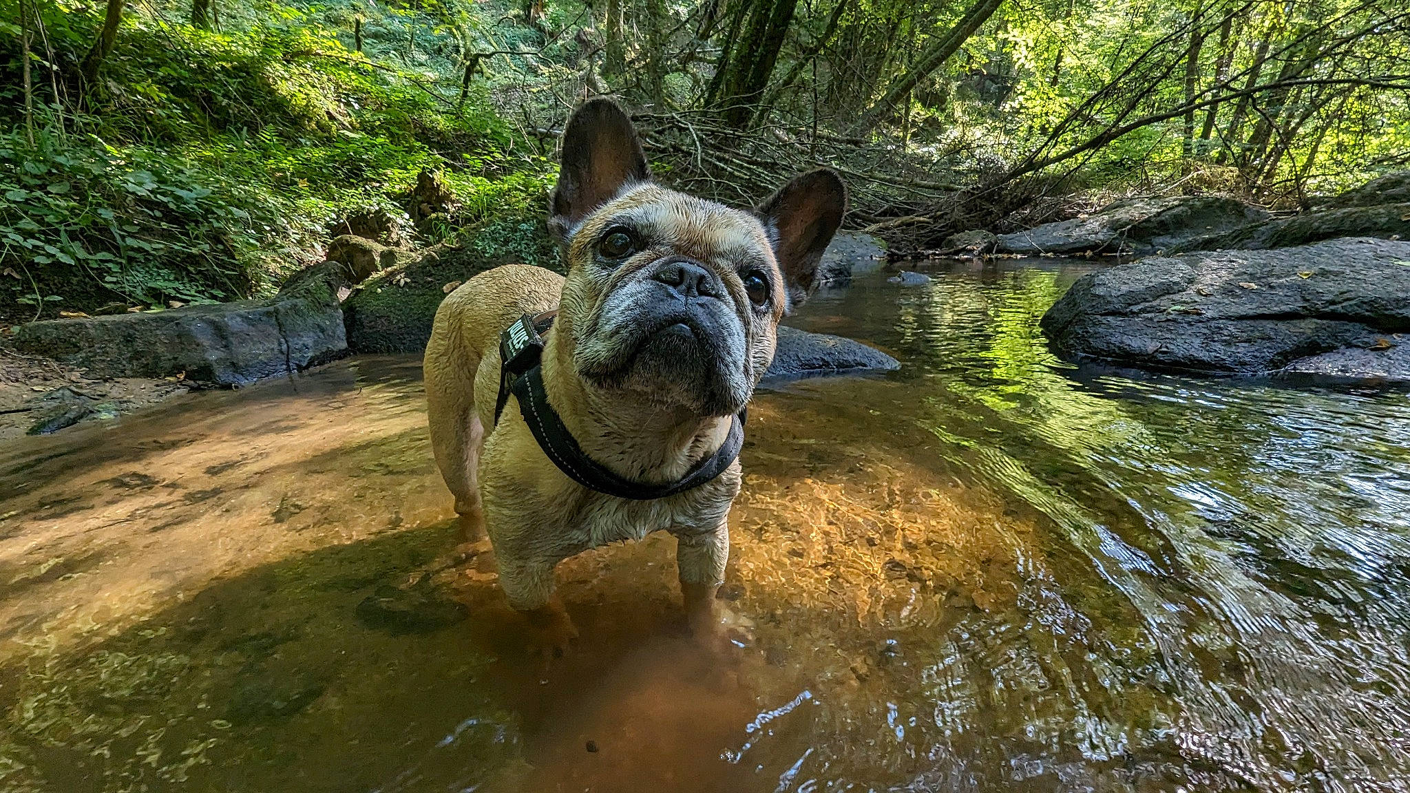 Loukia participe au concours pour gagner de l'argent avec cette photo : adventure, bulldog, carnivore, companion_dog, dog, dog_breed, fawn, grass, jungle, landscape, leisure, plant, rock, snout, sporting_group, terrestrial_animal, tree, water, working_animal, wrinkle