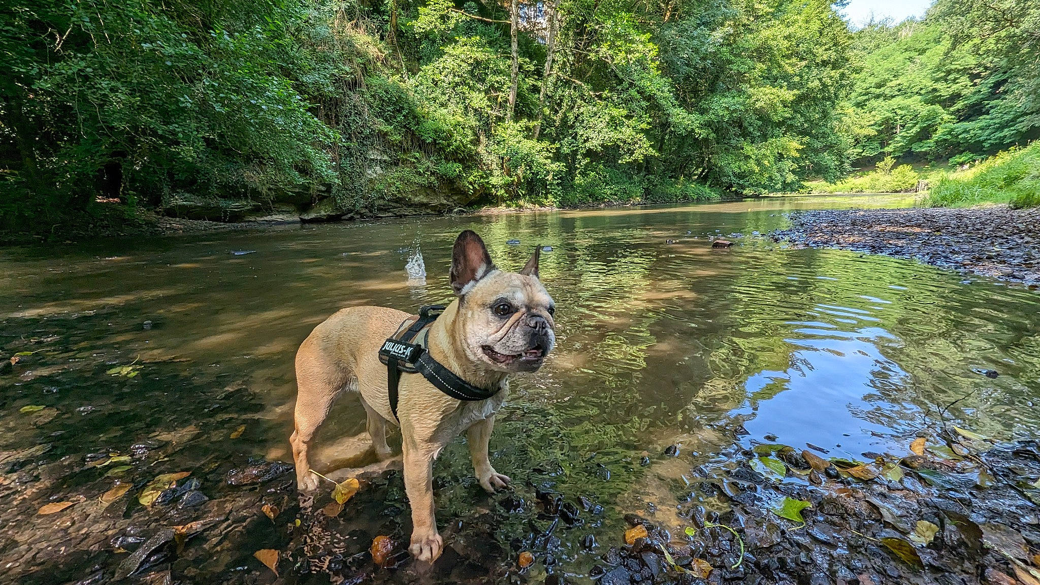 Loukia a rejoint le concours — aidez-le/la à gagner de superbes lots ! canidae, carnivore, collar, companion_dog, dog, dog_breed, dog_collar, fawn, forest, grass, lake, leash, plant, snout, sporting_group, tail, tree, water, watercourse, working_animal