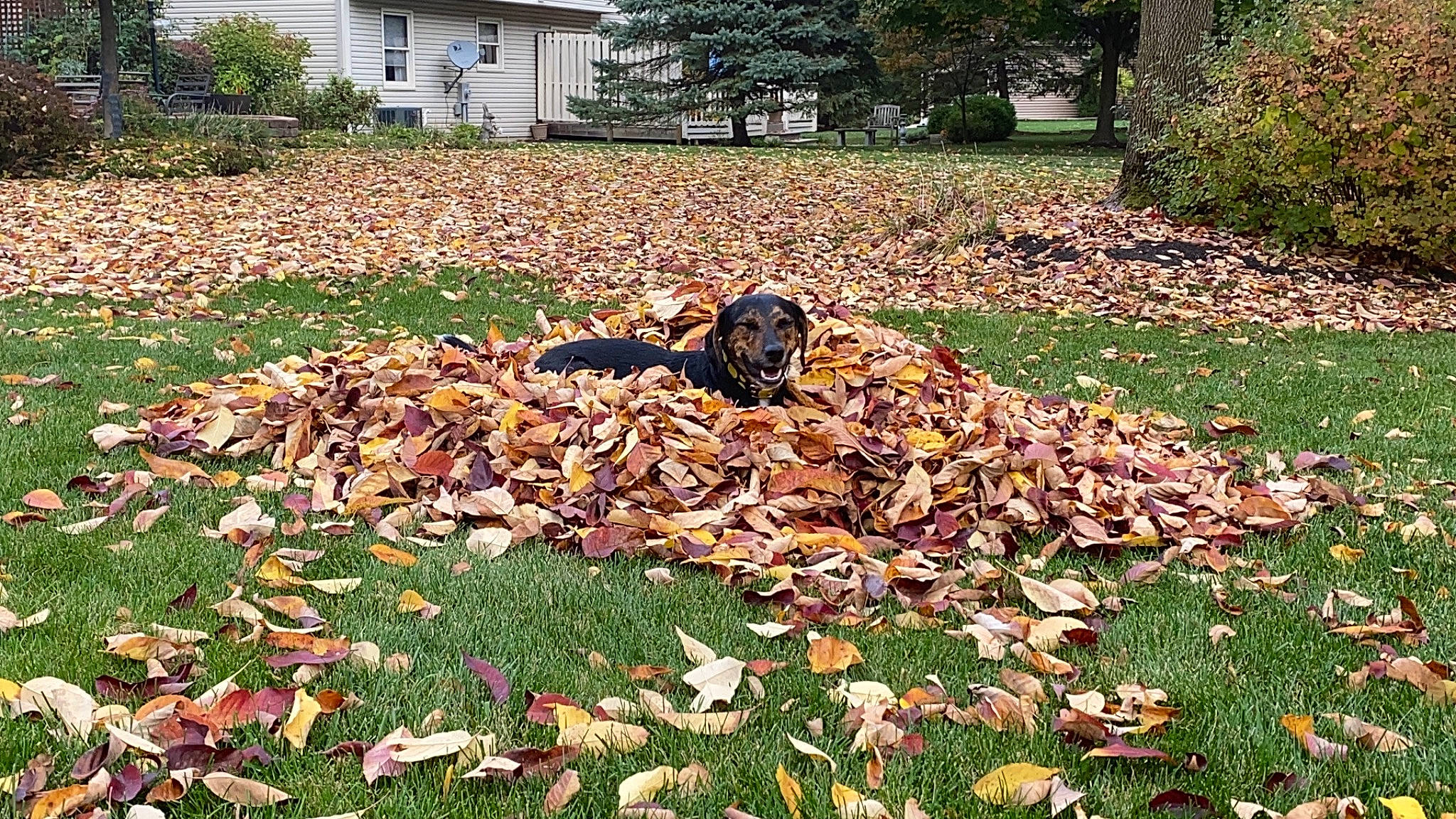 Digger joined the competition — help win amazing prizes! autumn, canidae, carnivore, dog, grass, lawn, leaf, plant, sporting_group