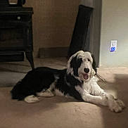 Tinkles is registered to the contest to win money with this photo: animal, black_and_white, carpet, companion, cozy, dog, domestic, floor, furniture, home, indoor, lying_down, mouth_open, night_light, outlet, pet, relaxed, resting, shadow, wall