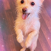 Sophia is registered to the contest to win money with this photo: adorable, animal, close_up, cute, dog, fluffy, friendly, furry, happy, indoor, magical, pet, pink_bow, playful, portrait, small_dog, sparkles, standing, tongue_out, wooden_floor